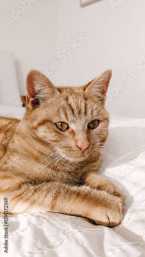 Wallpaper Mural Ginger orange aesthetic cute cat lying on a white bed Torontodigital.ca