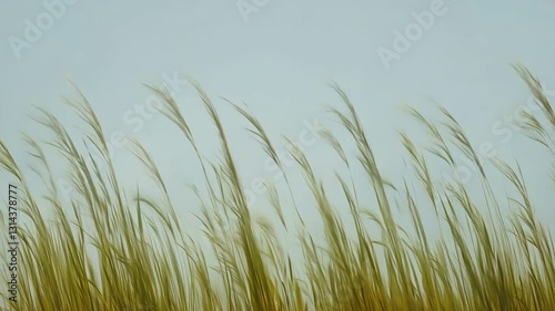 A seamless looping animation of mountain grass gently swaying in the wind, with fine details of each blade moving naturally, rendered with an alpha channel for easy background placement.