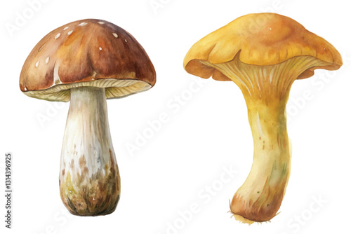 Watercolor mushrooms, realistic botanical illustration, nature art, edible fungi, organic design, food illustration.