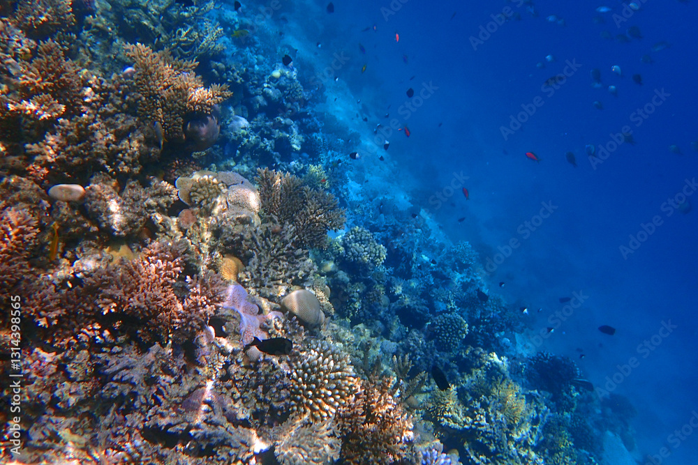 Naklejka premium marine life in the Red Sea Egypt, hurghada