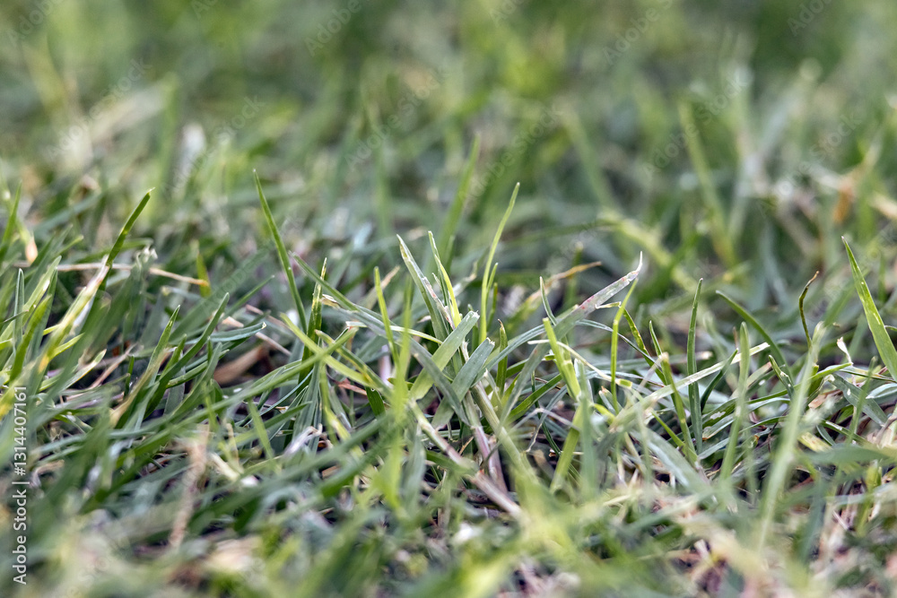 The lawn turns yellow due to improper care, grass is drying up The lawn turns yellow due to improper care, grass is drying up
