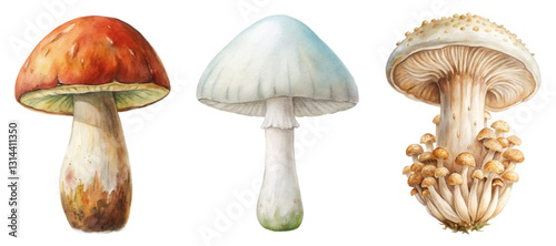 Watercolor mushrooms, vibrant colors, detailed textures, botanical illustration, nature-inspired art, educational purpose.