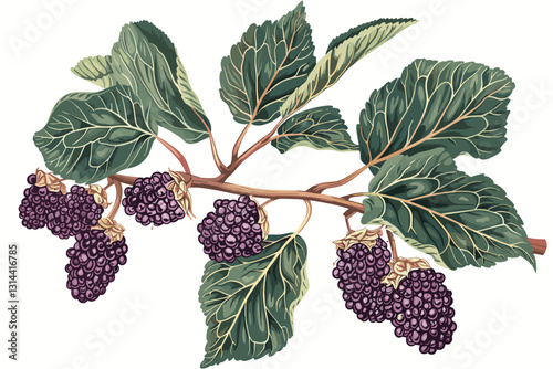 Ripe raspberries on a branch, isolated white background. Watercolor botanical illustration
