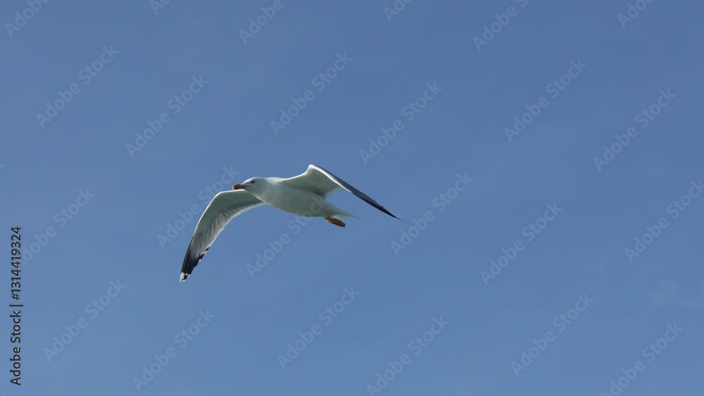 Seagull Flight Coastal Sky: Bird soaring daytime clear blue sky coastal area. Seagull Flight Coastal Sky: Bird soaring daytime clear blue sky coastal area.