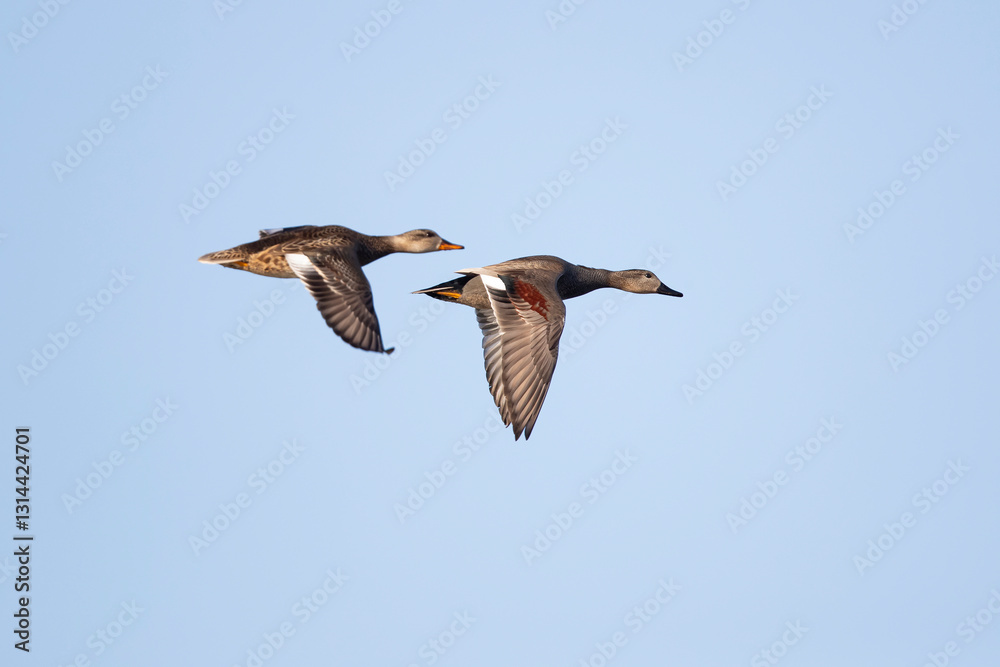 Obraz premium male and female gadwall (mareca strepera) in flight