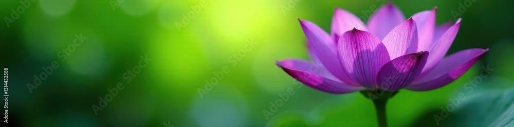 Naklejka premium Intense purple petals, finely focused, tranquil green haze, green, purple, detail