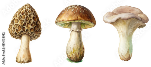 Detailed watercolor mushrooms, unique shapes, natural textures, botanical illustration, culinary uses, foraging guide.