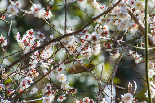 梅の花とメジロ