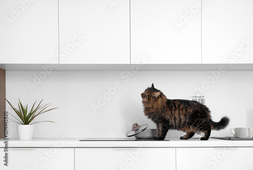 Fluffy cat near cooking pot...