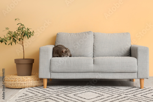 Cute cat lying on grey sofa...