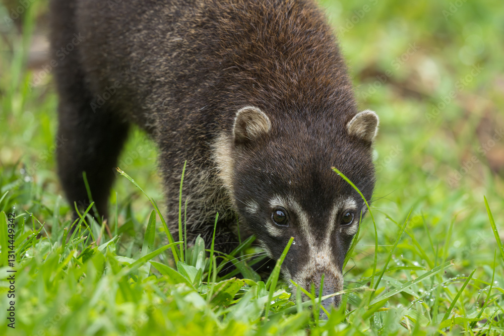 Fototapeta premium White-nosed Coati, Nasua narica, also known as Coatimundi, Costa Rica