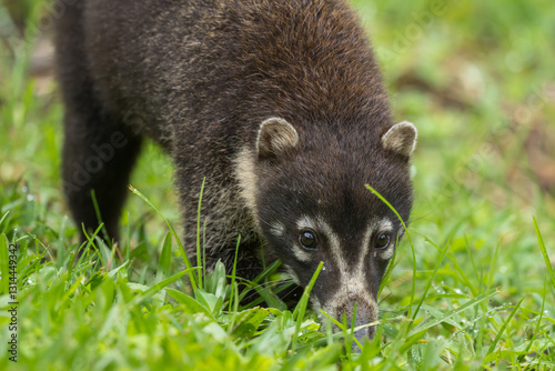 White-nosed Coati, Nasua narica, also known as Coatimundi, Costa Rica