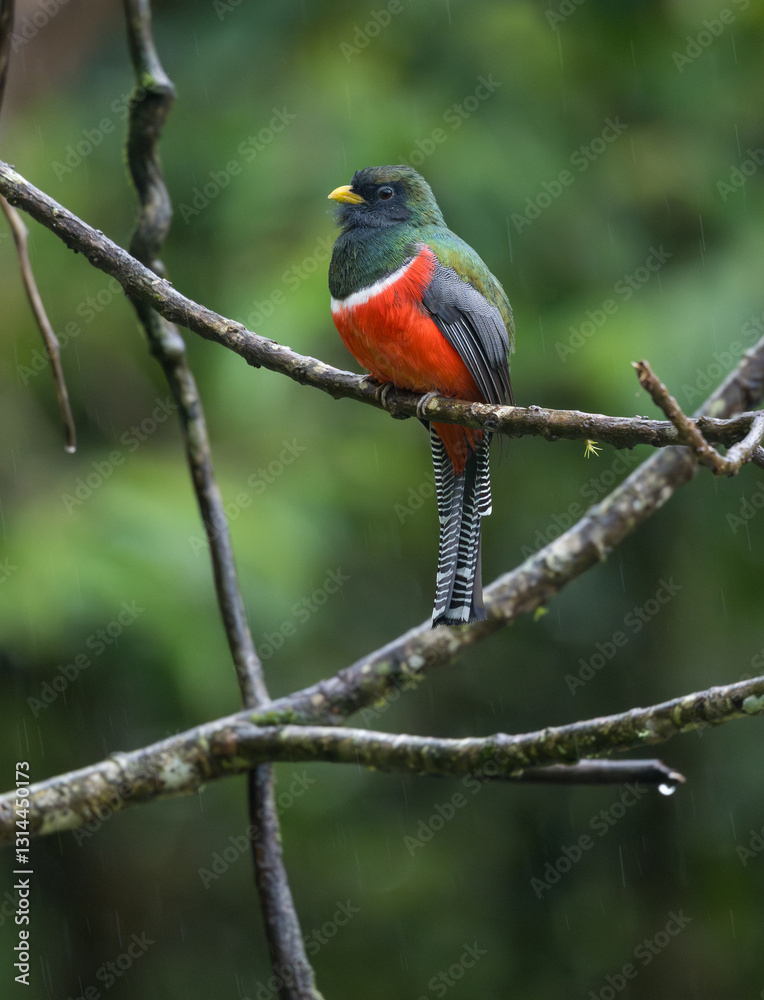 Male Collared Trogon, Trogon collaris, Costa Rica Male Collared Trogon, Trogon collaris, Costa Rica