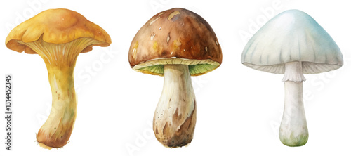 Vibrant watercolor mushrooms, detailed botanical illustration, nature-inspired art, edible and wild varieties, artistic depiction.