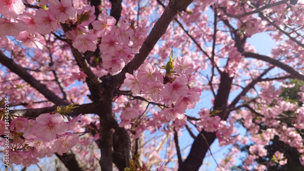 Obraz premium 梅園に咲く河津桜