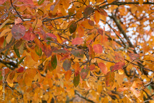 Amelanchier lamarckii shadbush colorful autumnal shrub branches full of beautiful red orange yellow leaves