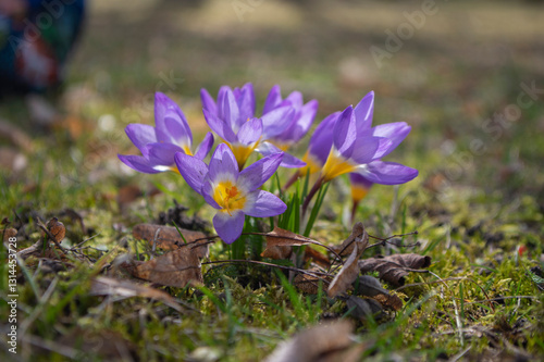 Obraz na płótnie Field of flowering crocus vernus sieberi tricolor plants, group of bright colorful purple yellow early spring flowers in bloom w salonie