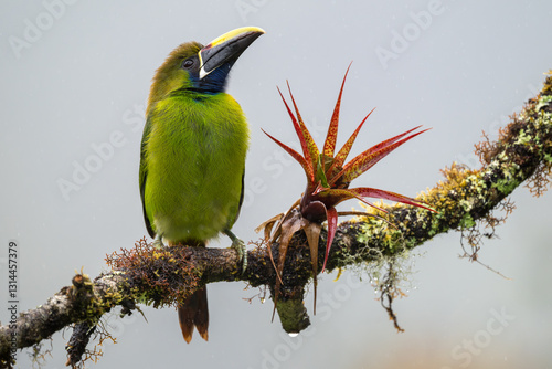 Northern Emerald-Toucanet, Aulacorhynchus prasinus, perched on a tree branch with bromeliad, Costa Rica photo