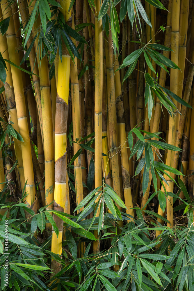 Obraz premium Bamboo, botantical gardnes, Costa Rica