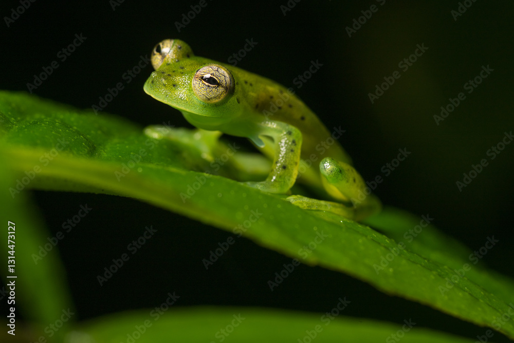 Emerald Glass Frog, Espadarana prosoblepon, Costa Rica Emerald Glass Frog, Espadarana prosoblepon, Costa Rica