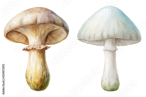 Watercolor mushrooms, botanical illustration, detailed textures, natural colors, artistic style, nature study, organic design, educational purpose.