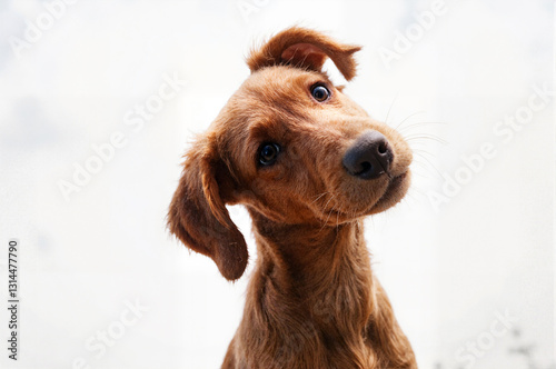 Curious Canine: A furry friend tilts its head, eyes wide with playful inquisitiveness. Pure puppy charm. photo