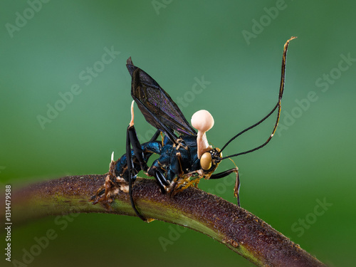Φωτογραφία Dead wasp infected by an insect pathogenic fungus, Ophiocordyceps sp