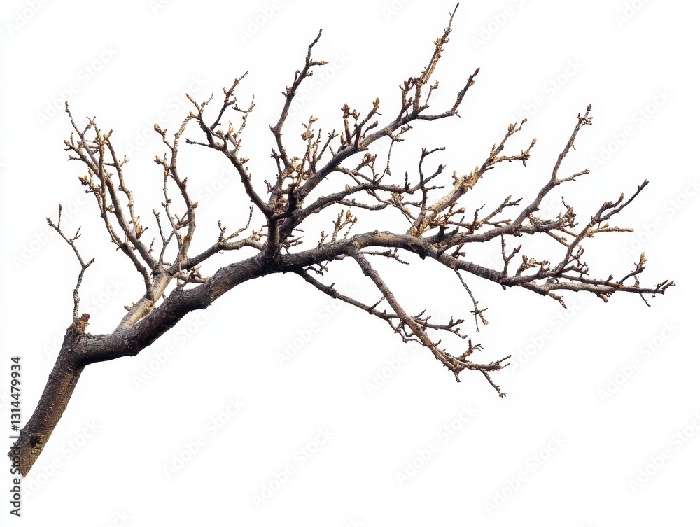 Bare tree branch with budding leaves against a clean white backdrop showcasing spring awakening and natural beauty in minimalist style Bare tree branch with budding leaves against a clean white backdrop showcasing spring awakening and natural beauty in minimalist style