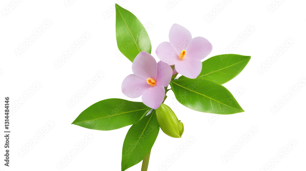 Obraz premium Alamanda