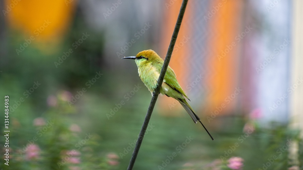 Obraz premium Vibrant green bee-eater on a wire.
