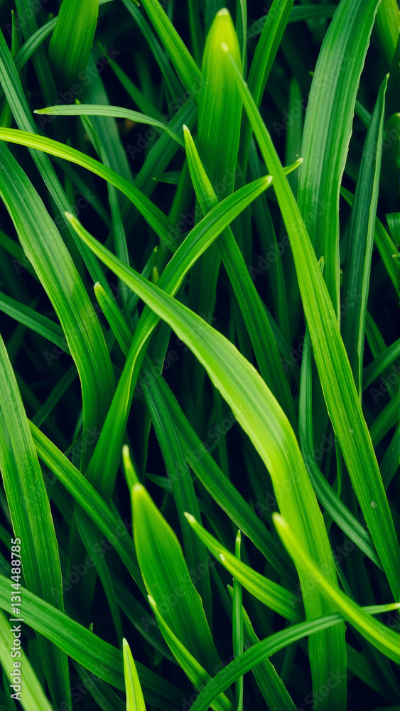Green juicy grass, Close-up Green juicy grass, Close-up
