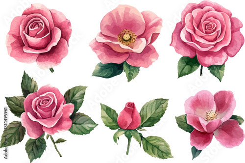 Set watercolor elements of rose, collection garden and wild flowers, leaves, branches, Floral illustration