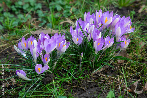 Canvas Print Shining purple-white crocus. Crocus chrysanthus.
