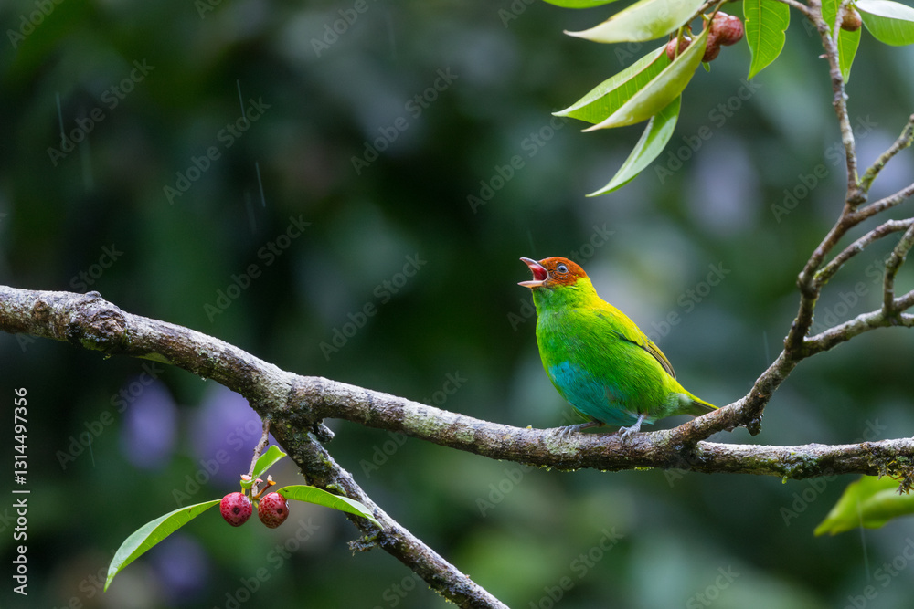 Female Bay-headed Tanager, Tangara gyrola, Costa Rica Female Bay-headed Tanager, Tangara gyrola, Costa Rica