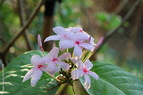 Pink Gardenia soft petals with droplets beautiful flowers in nature background
