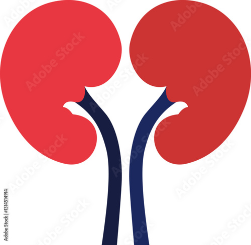 Red kidneys with blue ureters, a simplified medical icon depicting the human kidneys, showing anatomical form and essential organ structure