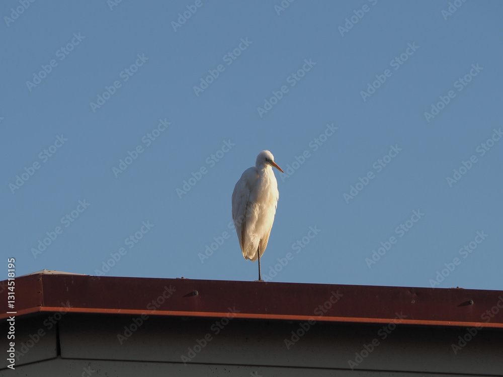 white egret heron scient. class. Egretta bird animal white egret heron scient. class. Egretta bird animal