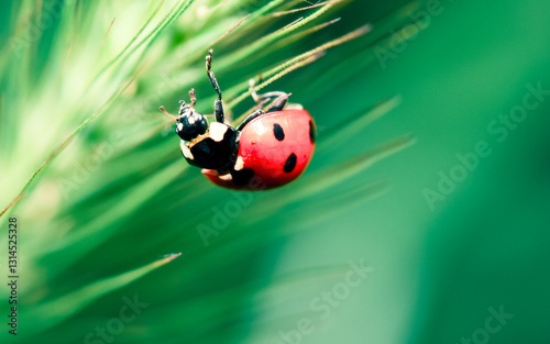ladybug on grass
