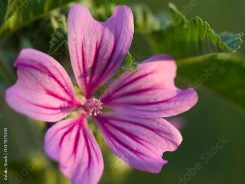 pink and white flower