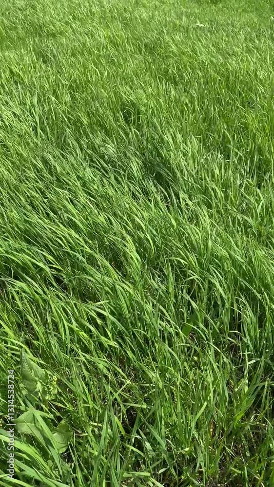 Slow motion green grass in high winds. Movement of wind gusts in the field. Wave of grass. Slow motion green grass in high winds. Movement of wind gusts in the field. Wave of grass.