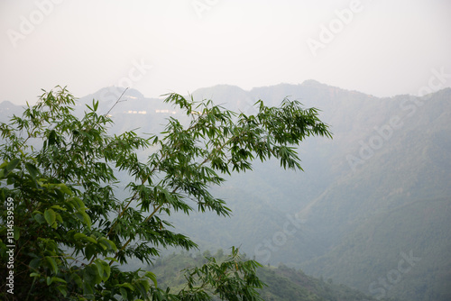 Photos Natural bamboos in a cloudy hilly landscape