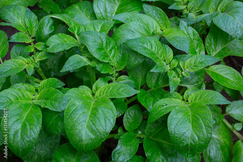 Fotografie Potato (Solanum tuberosum) is a herbaceous plant species from the nightshade (Solanaceae) family with edible tubers