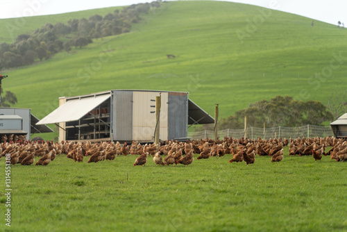 Obraz na płótnie free range poultry farm with chook tractors and chickens on pasture grass w salonie