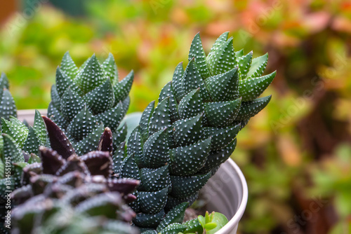 Haworthia coarctata is a slow-growing, succulent plant