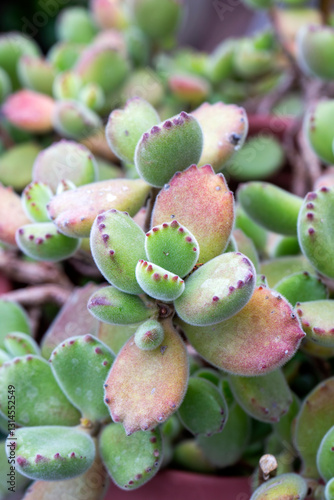 Cotyledon Tomentosa succulent plant in the garden