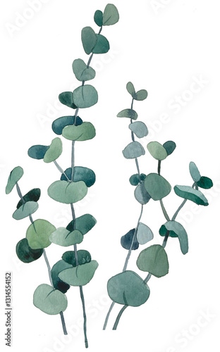 green plant isolated on white