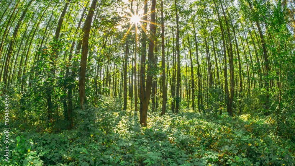 Fall Autumn Mood Timelapse. Green Trees And Grass Turn Yellow. Transition Forest From Summer Green To Autumn Yellow. Season Change Concept. Sunlight Sunrays Sunshine In Forest Landscape. Sun Shine Fall Autumn Mood Timelapse. Green Trees And Grass Turn Yellow. Transition Forest From Summer Green To Autumn Yellow. Season Change Concept. Sunlight Sunrays Sunshine In Forest Landscape. Sun Shine