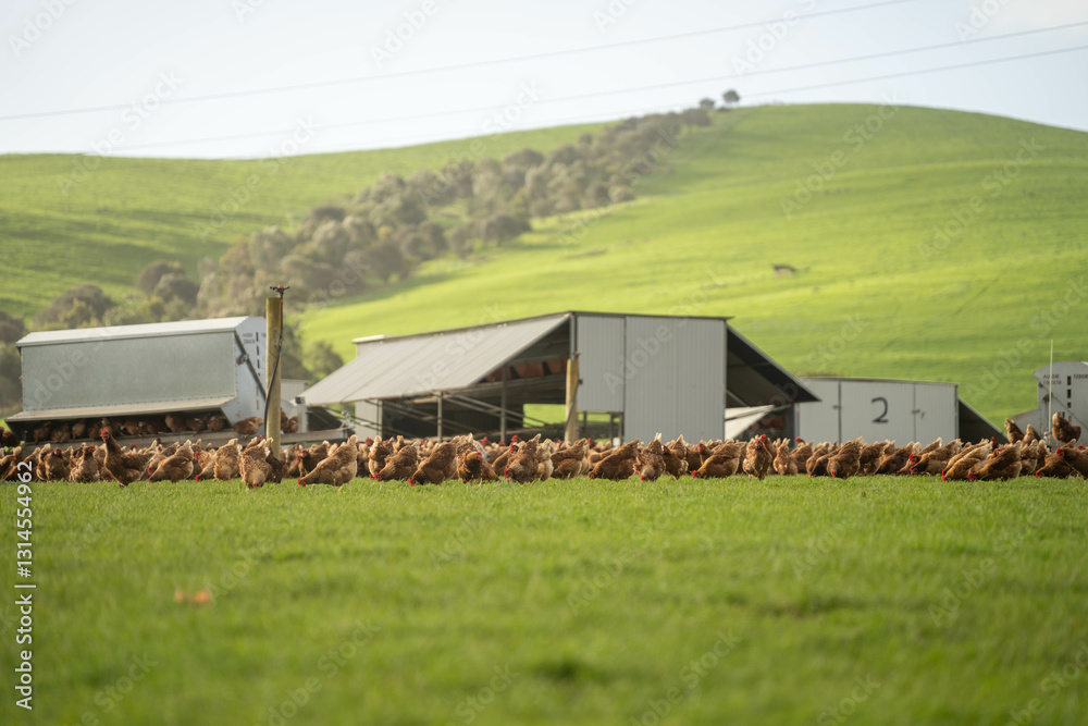 free range poultry farm with chook tractors and chickens on pasture grass