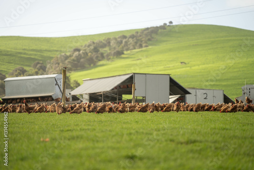 free range poultry farm with chook tractors and chickens on pasture grass