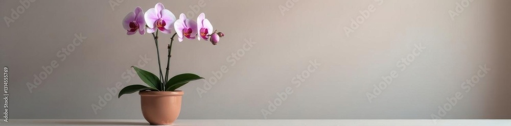 Delicate light pink orchids, two stems, in a stylish tripod pot , delicate, orchid bloom, serene Delicate light pink orchids, two stems, in a stylish tripod pot , delicate, orchid bloom, serene